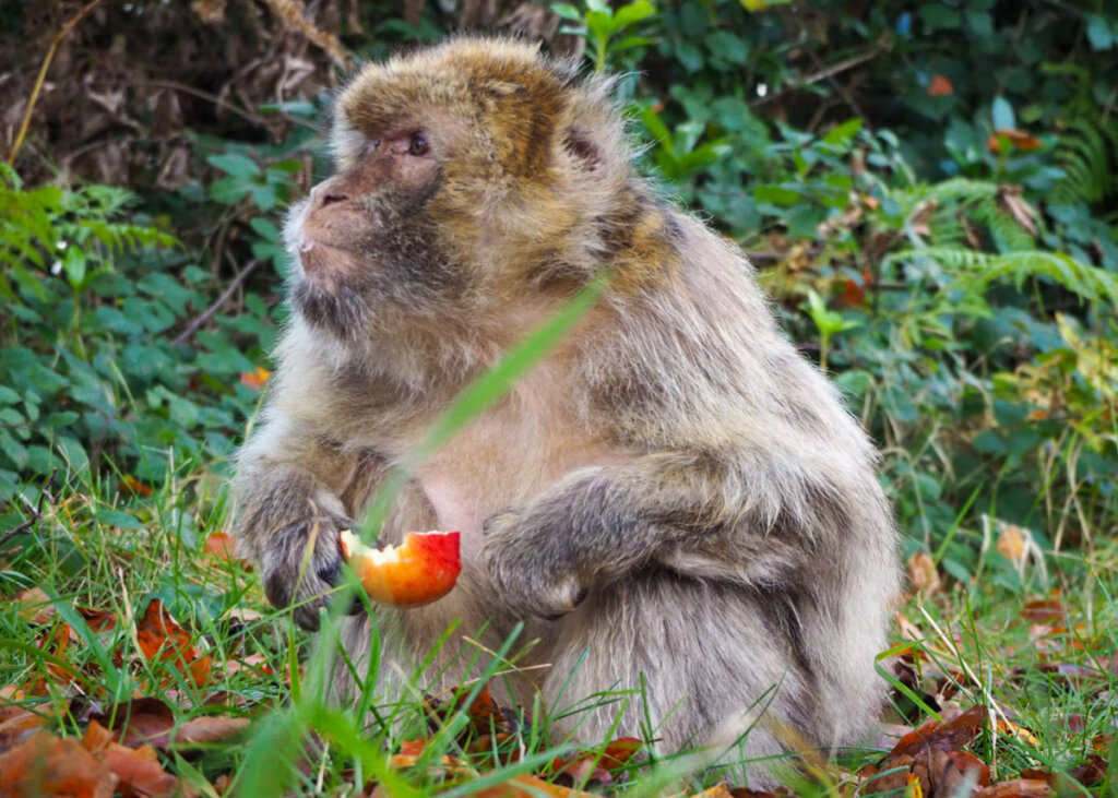 Trentham Monkey Forest