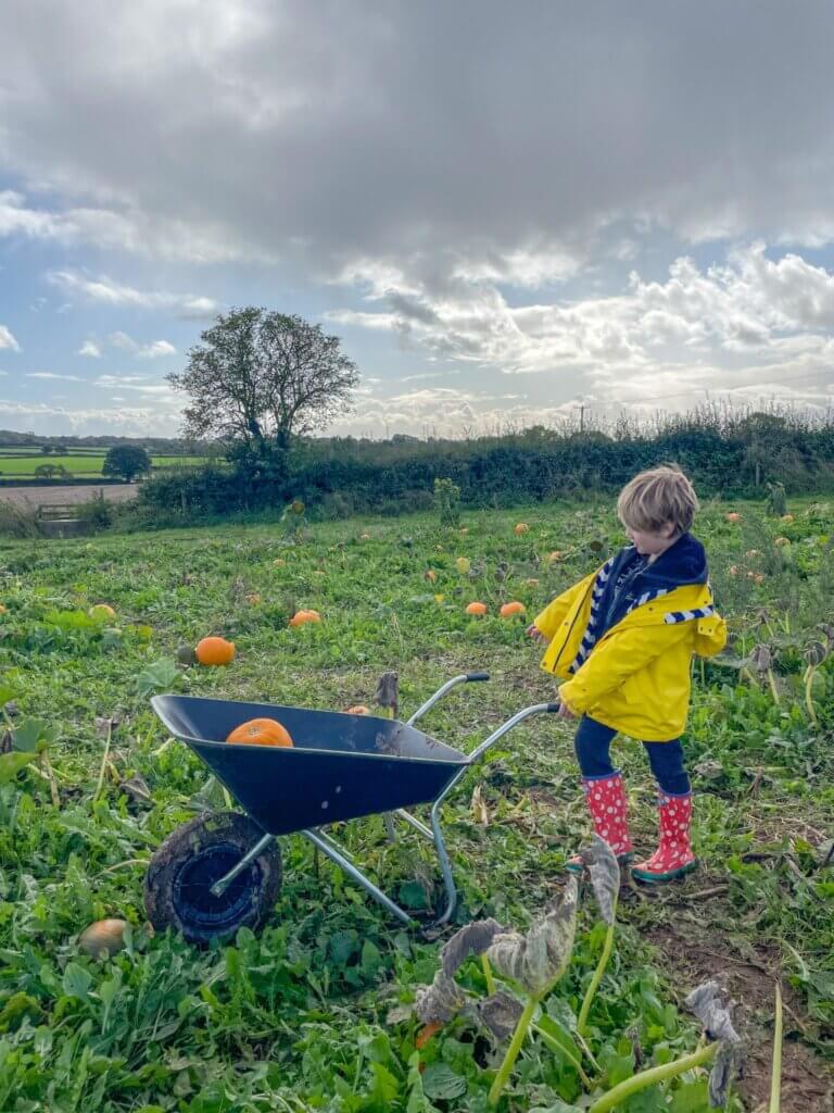 pumpkin picking at Tunstall Farm Park