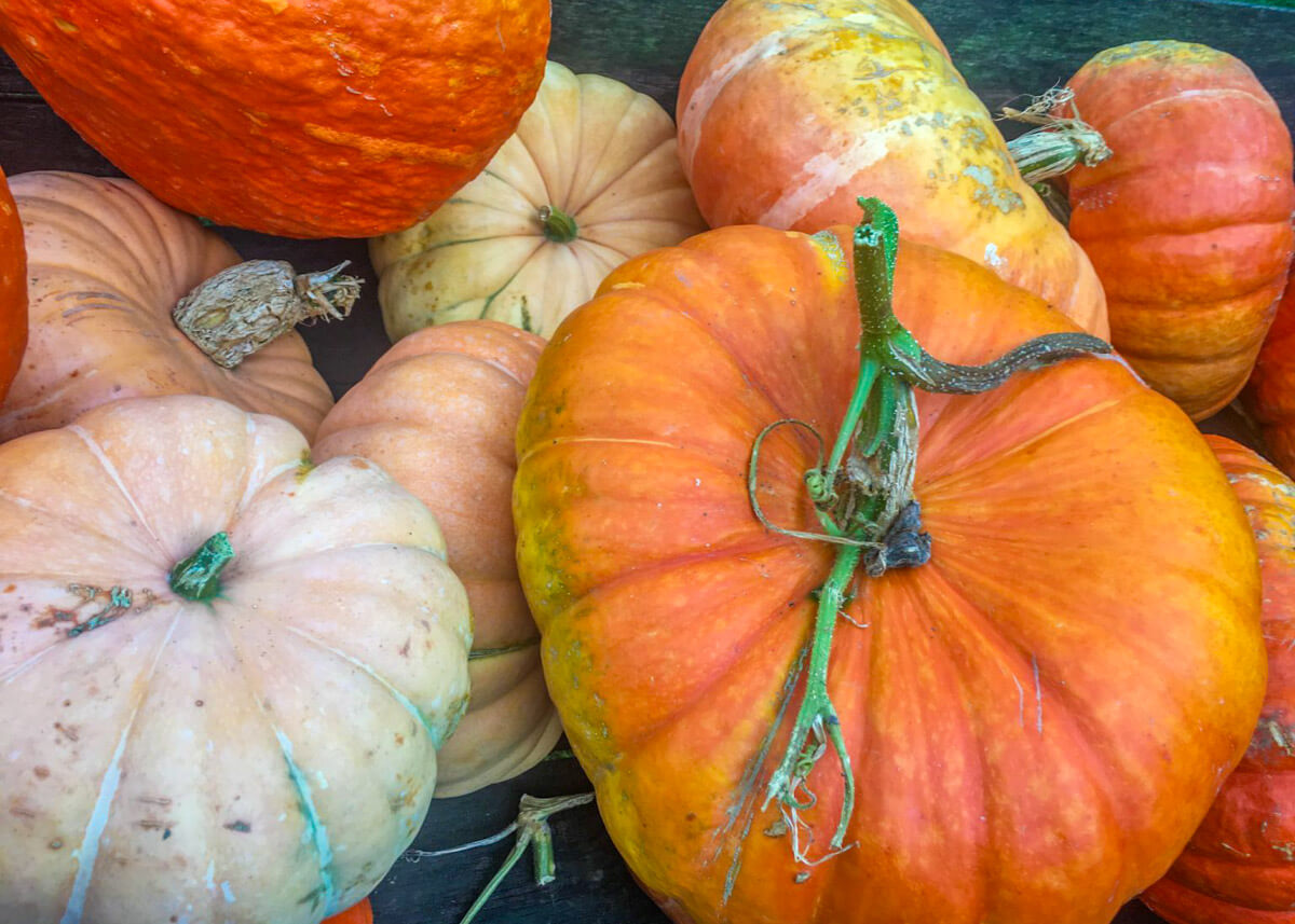 Staffordshire pumpkin picking