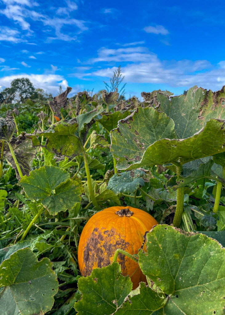 pumpkin at Tunstall Farm Park