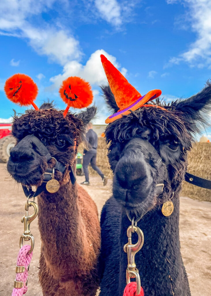 Halloween alpacas at Tunstall Farm Park