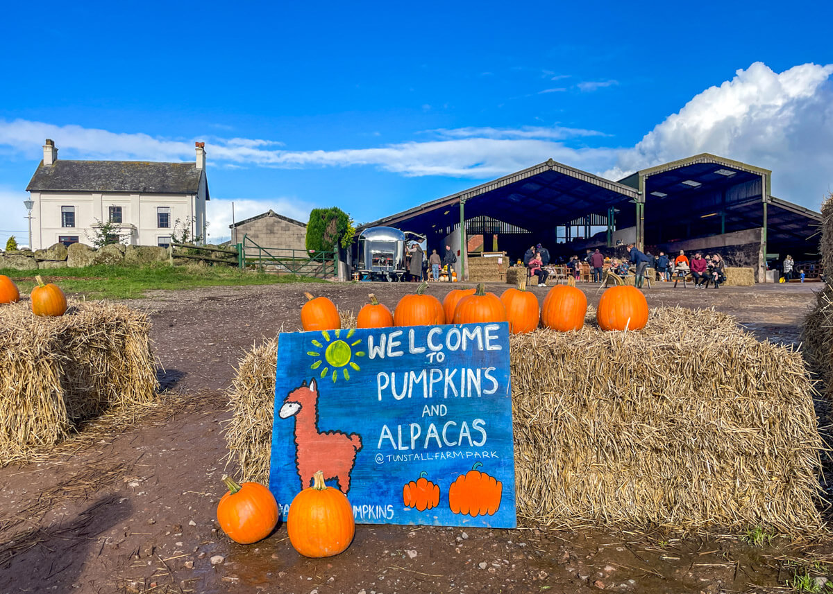 Tunstall Farm Park: Pumpkins and Alpacas